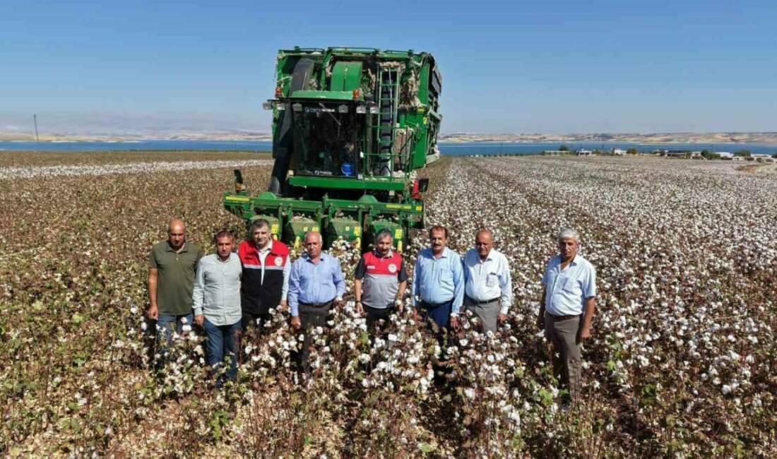 Adıyaman’da 2025 yılında 47 bin dekar alanda pamuk hasadı gerçekleştiriliyor.