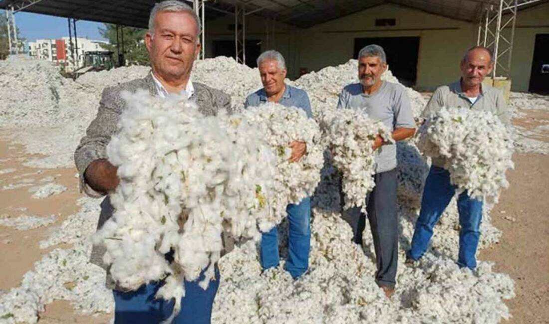 Araban Ziraat Odası Başkanı Hasan Altun, Araban Ovası'nda makinalı pamuk