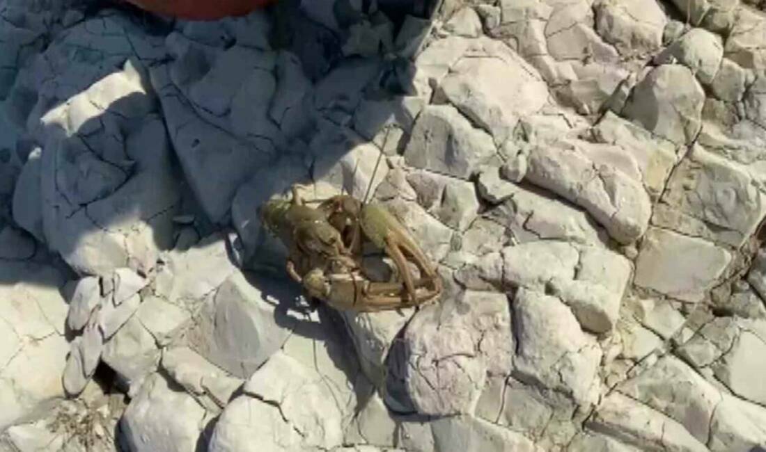 Adıyaman'ın Samsat ilçesinde balıkçı kardeşlerin ağına kerevit takıldı. Bu olay,