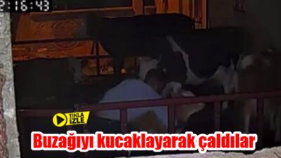Adıyaman'da, bir buzağının kucaklanarak çalınma anları güvenlik kameralarına saniye saniye