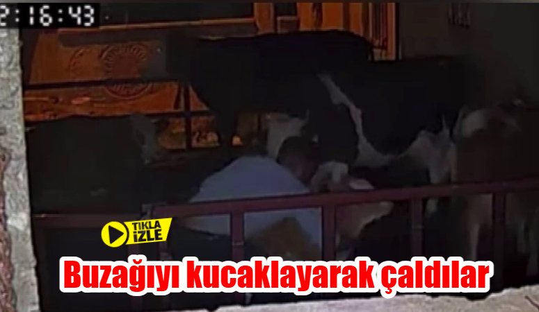 Adıyaman'da, bir buzağının kucaklanarak çalınma anları güvenlik kameralarına saniye saniye