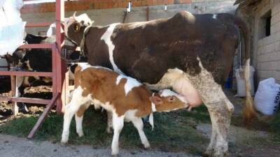 Önceki gün ağıldan hırsızlar tarafından kucaklanarak çalınan buzağı polis tarafından