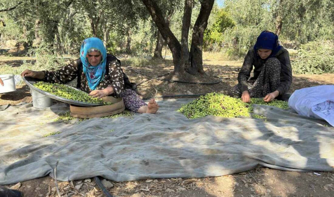 Mardin'in Derik ilçesinde dededen kalma yöntemlerle organik olarak yetiştirilen Derik