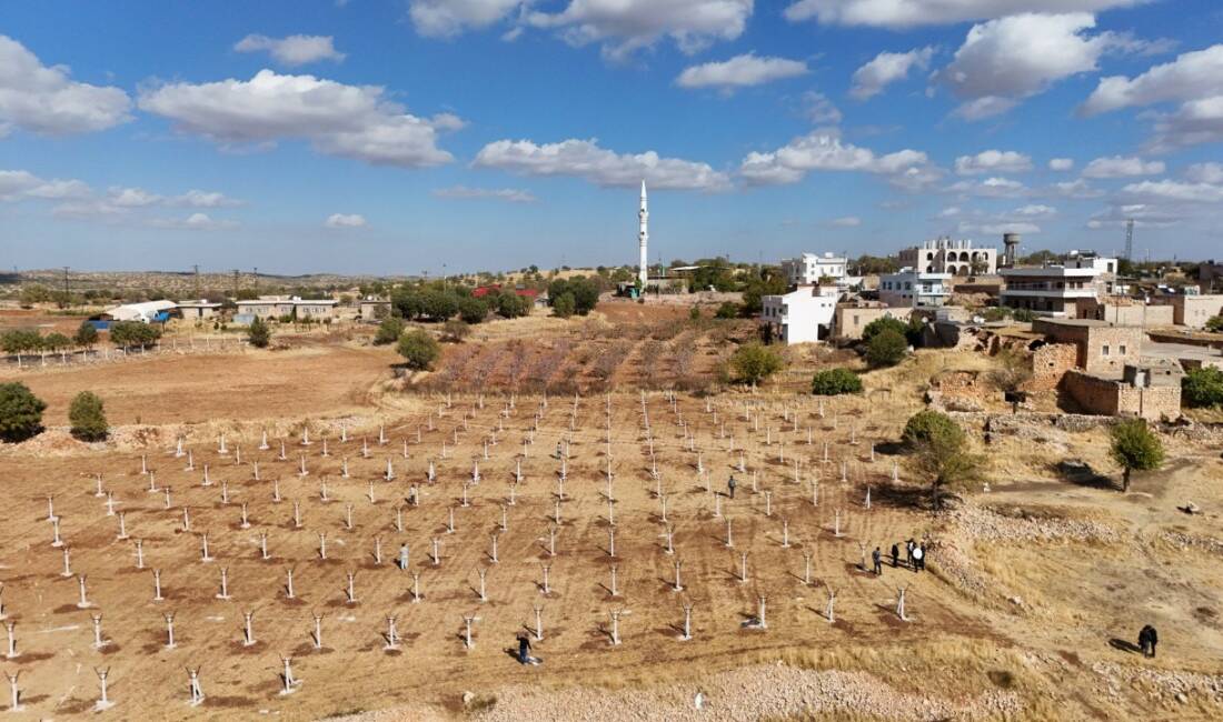Dezavantajlı tarım arazileri modern bağcılık projesiyle hayat buluyor Mardin’in Ömerli ilçesinde atıl durumdaki tarım arazileri, modern bağcılık projesiyle