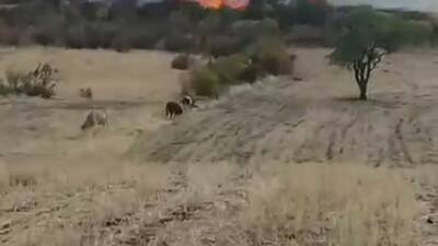 Diyarbakır’ın Hazro ilçesinde otluk alanda çıkan yangında onlarca ağaç kül
