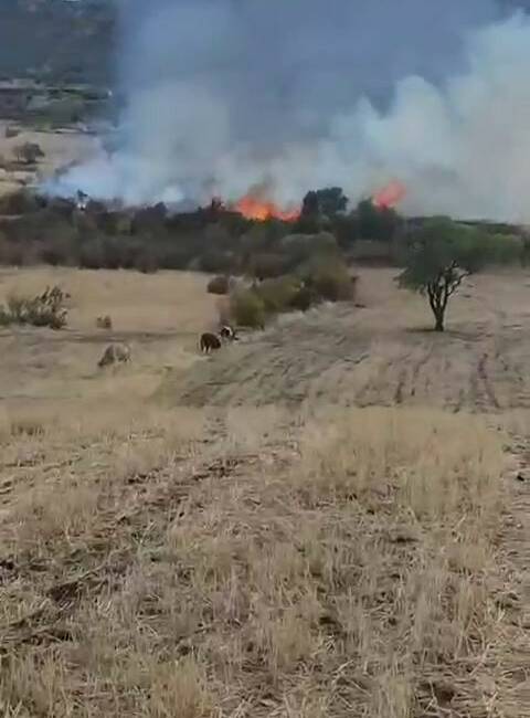 Diyarbakır’da otluk yangını Diyarbakır’ın Hazro ilçesinde otluk alanda çıkan yangında onlarca ağaç kül