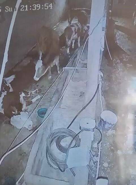 Çermik ilçesindeki bir çiftlikte meydana gelen olayda, sağanak yağış esnasında