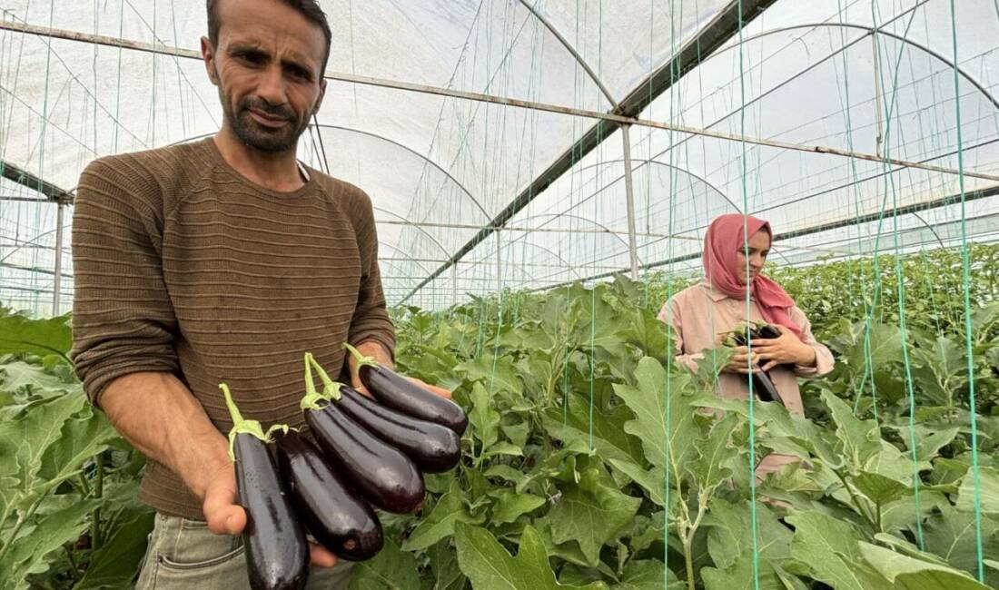 Eyyübiye Belediyesi Sera Kent'te çeşitli süs bitkileri ve fidanlar yetiştirilirken,