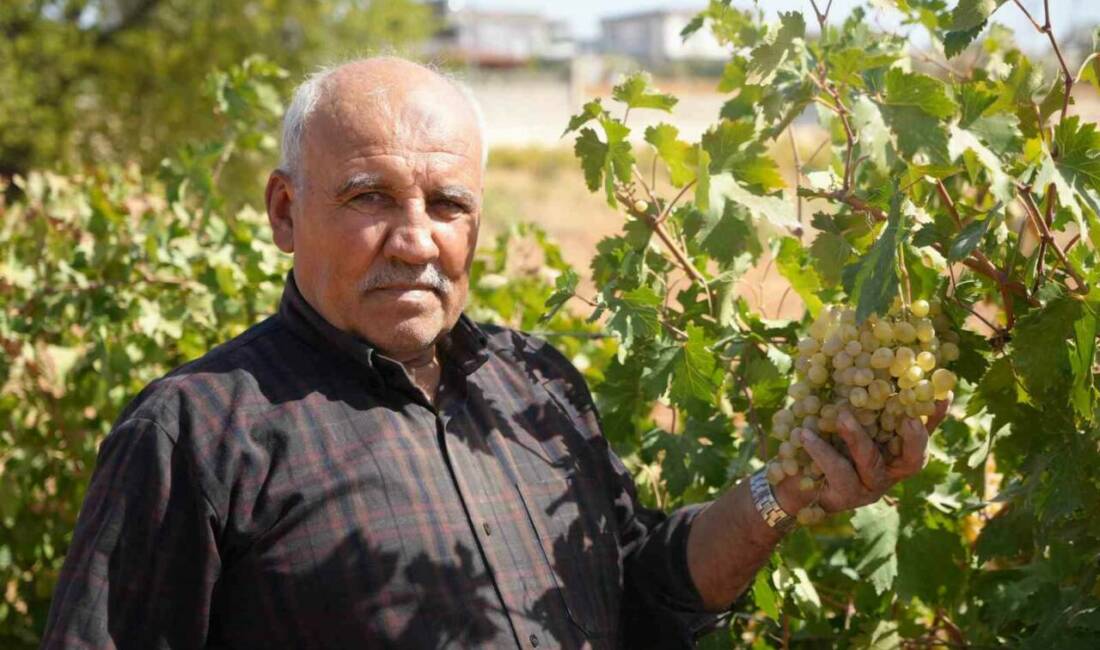 Gaziantep'te Antep fıstığı üretiminin yanı sıra üzüm yetiştiriciliğini teşvik etmek