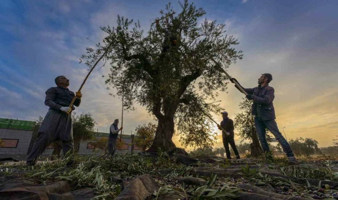 Gaziantep Ticaret Borsası Yönetim Kurulu Başkanı Mehmet Akıncı, zeytin hasadının