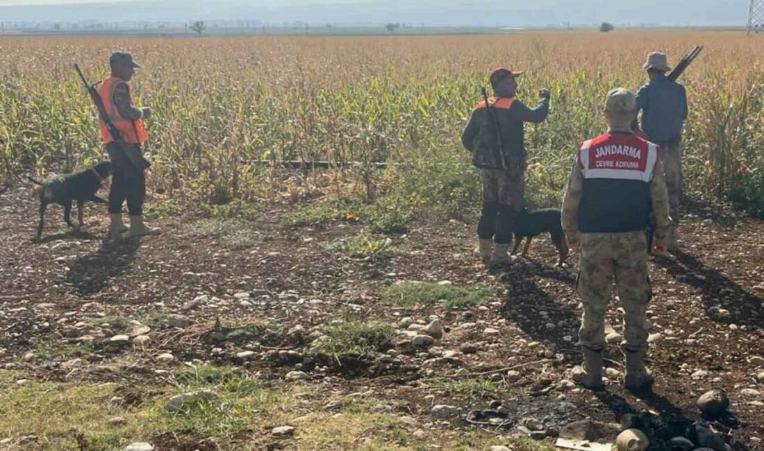 Gaziantep'in Araban ilçesinde çiftçilere ve vatandaşlara zarar veren yaban domuzları