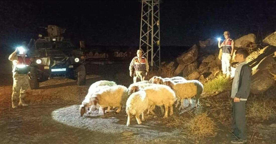 Yenideğirmen köyünde kaybolan 11 koyun, İl Jandarma Komutanlığı ekiplerince yapılan