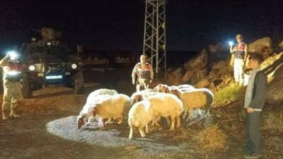 Yenideğirmen köyünde kaybolan 11 koyun, İl Jandarma Komutanlığı ekiplerince yapılan