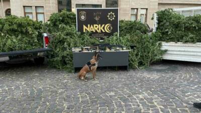 Kilis’te polis ekiplerince düzenlenen uyuşturucu operasyonunda 283 kök Hint keneviri,