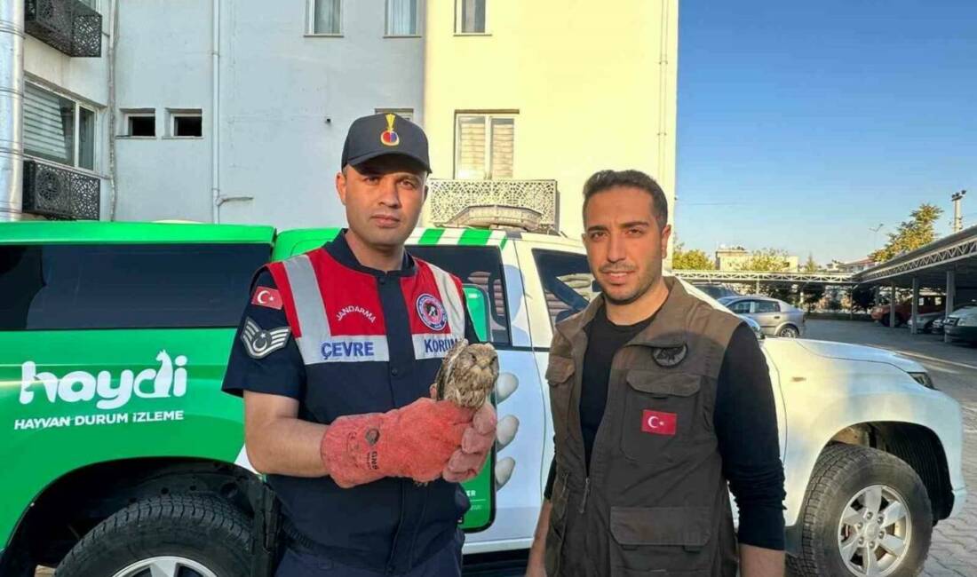 Polateli ilçesinde yaralı olarak bulunan kerkenez kuşu, jandarma ekipleri tarafından
