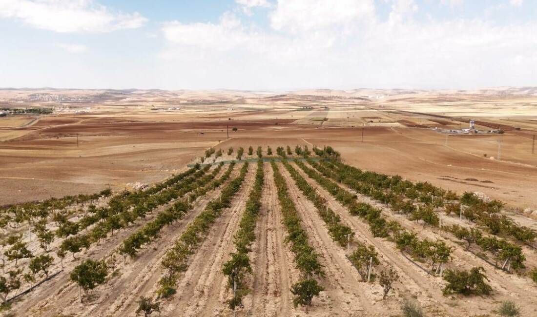 Mardin'in Mazıdağı ilçesinde üretilen ve mutfakların vazgeçilmezi haline gelen mazrone
