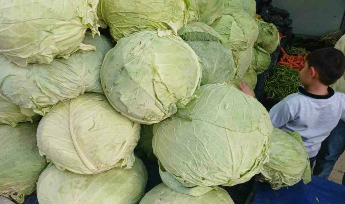 Muş lahanaları Diyarbakır’da tezgahlarda yerini aldı Muş’ta yetiştirilen lahanalar, Diyarbakır’ın Kulp ilçesinde tezgahta yerini aldı.