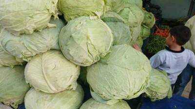 Muş’ta yetiştirilen lahanalar, Diyarbakır’ın Kulp ilçesinde tezgahta yerini aldı.