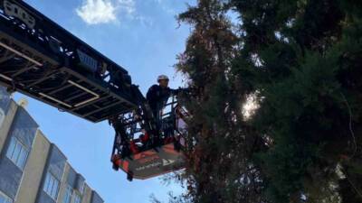 Şanlıurfa’da ağaçta mahsur kalan yavru kedi, duyarlı öğretmenin ihbarıyla itfaiye