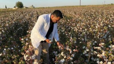 Şanlıurfa'da pamuk hasat dönemi başladı. GAP'ın sulama imkanlarıyla pamuk üretimi