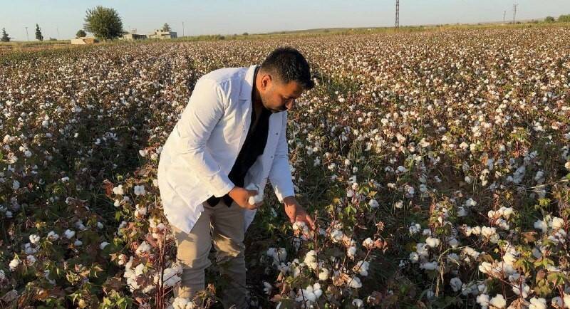 Şanlıurfa'da pamuk hasat dönemi başladı. GAP'ın sulama imkanlarıyla pamuk üretimi