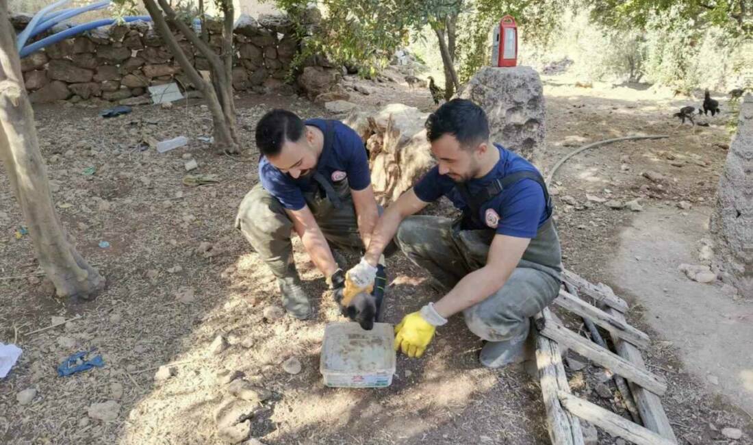 Şanlıurfa'nın Karaköprü ilçesinde foseptik çukuruna düşen köpek yavrusu, şehir itfaiye