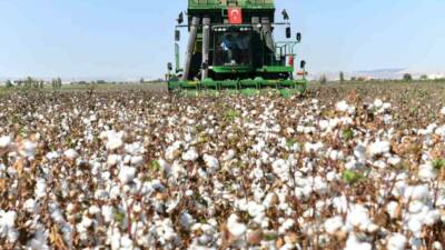 Şanlıurfa Valiliği, pamuk kalitesini korumak ve verimliliği artırmak için 22