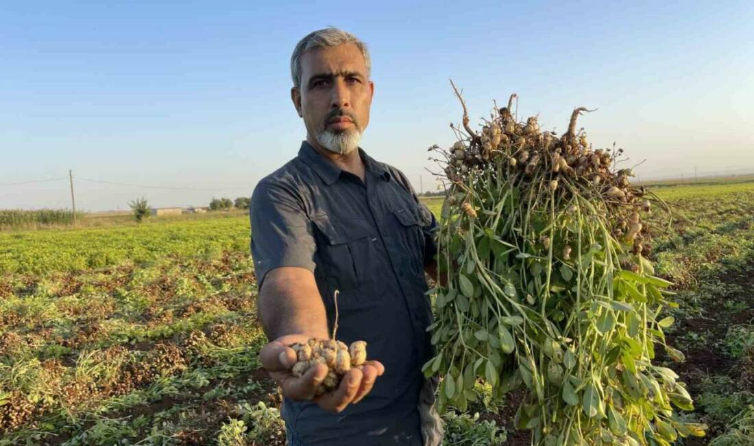 Şanlıurfa'da artan üretim maliyetleri ve düşen pamuk fiyatları, çiftçileri yer