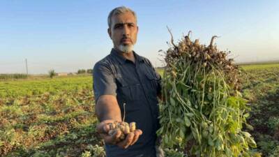 Şanlıurfa'da artan üretim maliyetleri ve düşen pamuk fiyatları, çiftçileri yer