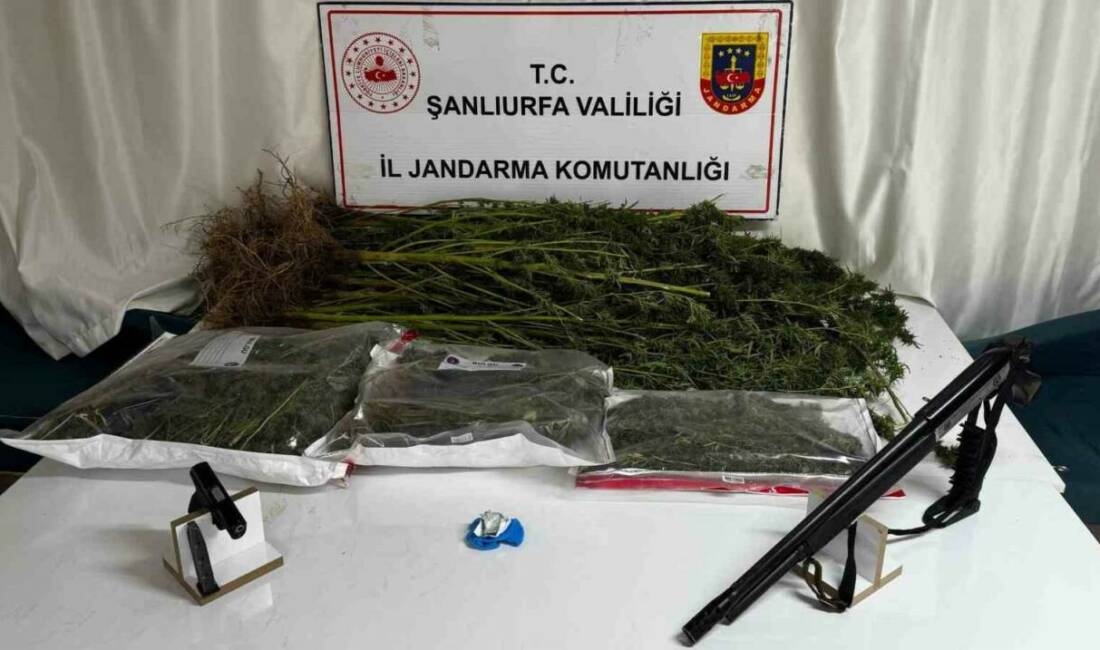 Şanlıurfa’da uyuşturucu operasyonunda 1 gözaltı Şanlıurfa’nın Siverek ilçesinde düzenlenen uyuşturucu operasyonunda 1 şüpheli gözaltına alındı.