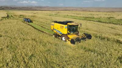 Şanlıurfa'nın Siverek ilçesinde bulunan Karacadağ bölgesinde yetiştirilen özel bir pirinç