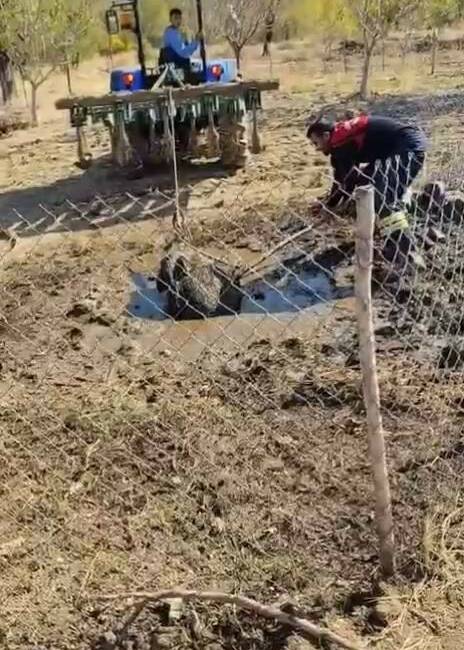 Diyarbakır’ın Ergani ilçesinde septik kuyusuna düşen yaban domuzu, traktör yardımıyla