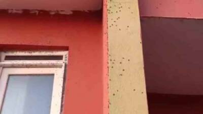 Siirt'in Kurtalan ilçesine bağlı bazı köylerde sinek istilası yaşanmaktadır. Köy