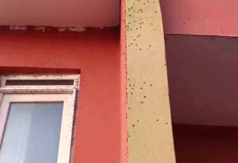 Siirt’te bazı evlerin duvarları sineklerle kaplandı Siirt'in Kurtalan ilçesine bağlı bazı köylerde sinek istilası yaşanmaktadır. Köy