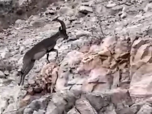 Eruh ilçesinde nesli tükenmekte olan yabani dağ keçisi, vatandaşlar tarafından