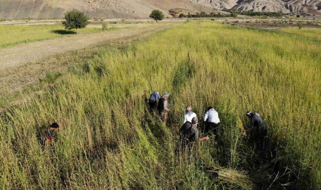 Şırnak'ın Kumçatı bölgesinde çiftçiler, tescilli Dergul tahininin ham maddesi olan