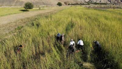 Şırnak'ın Kumçatı bölgesinde çiftçiler, tescilli Dergul tahininin ham maddesi olan