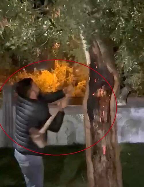 Siirt'in Kurtalan ilçesinde, 15 Temmuz Parkı içinde bulunan ağacın köküne