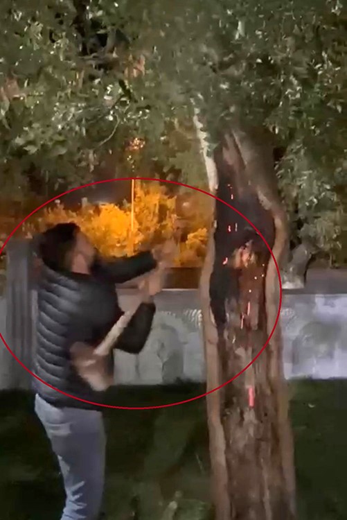 Siirt'in Kurtalan ilçesinde, 15 Temmuz Parkı içinde bulunan ağacın köküne