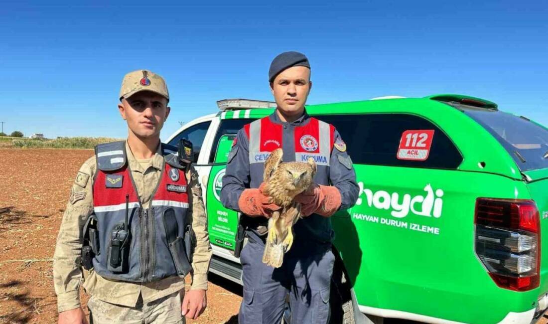 Yaralı Kızıl Şahin koruma altına alındı Kilis'in Elbeyli ilçesi Sağlıcak köyü yolunda uçmayacak halde bulunan yaralı
