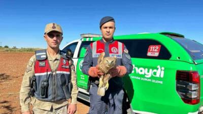 Kilis'in Elbeyli ilçesi Sağlıcak köyü yolunda uçmayacak halde bulunan yaralı