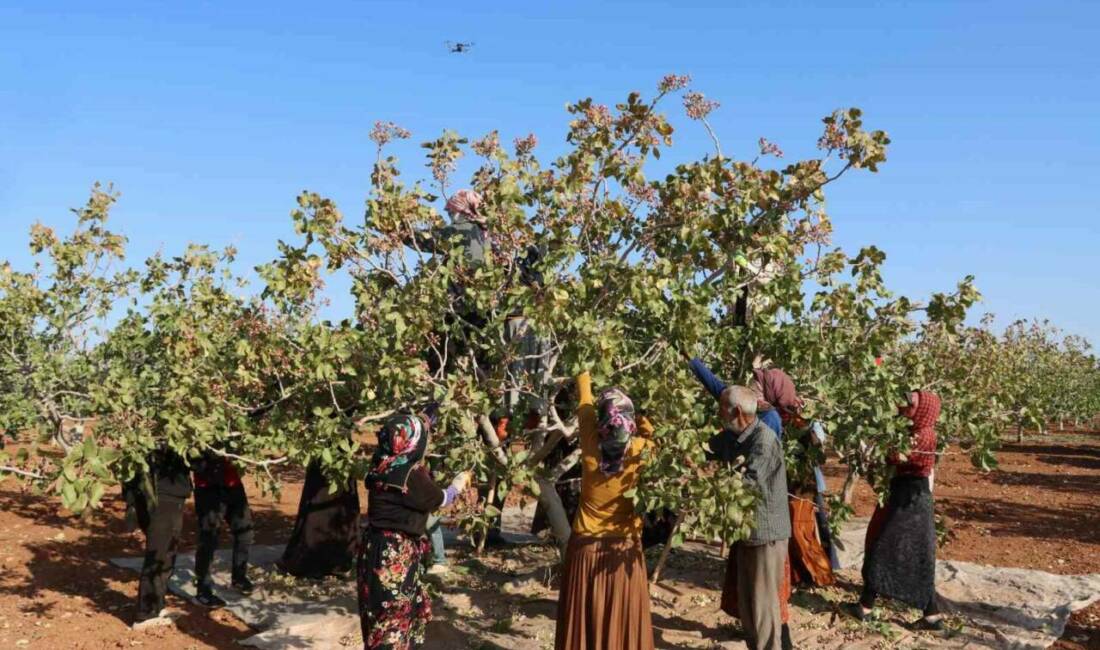 Antep fıstığının hasat sezonu Gaziantep'te sona erdi. Bu yıl yaşanan