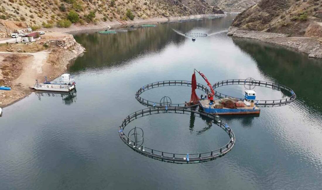 500 ton kapasiteli tesisten dünyaya “Mezopotamya somonu” gönderilecek Diyarbakır’ın Çüngüş ilçesinde Atatürk Barajı havzasında kurulan 500 ton kapasiteli