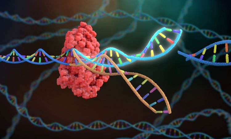 CRISPR ile Akciğer Kanseri Tedavisinde Yeni Umut: Deneysel Gen Düzenleme Kemoterapiye Yanıtı Artırabilir Bilim insanları, CRISPR teknolojisi kullanarak akciğer kanserinde kemoterapi direncinde rol
