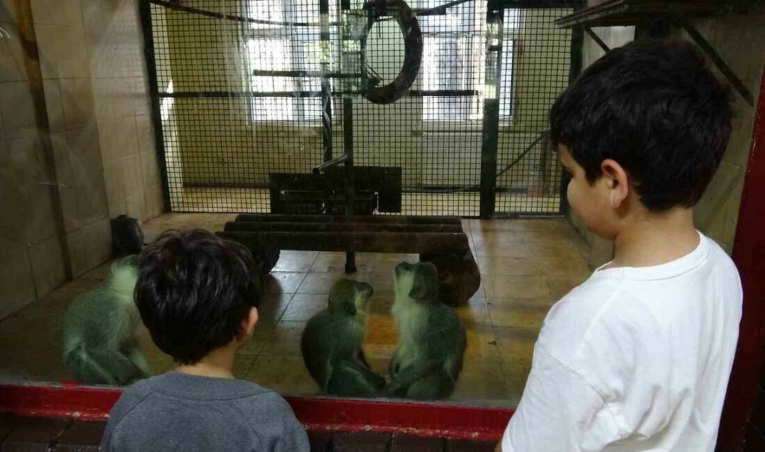 Ara tatile çıkan öğrenciler soluğu hayvanat bahçesinde aldı Öğrenciler ara tatilde Gaziantep Doğal Yaşam Parkı'nı ziyaret etti ve