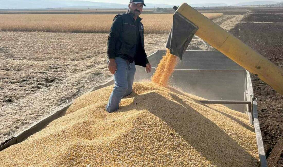 Araban ilçesinde 2025 yılında ikinci ürün silajlık mısır hasadı başladı.