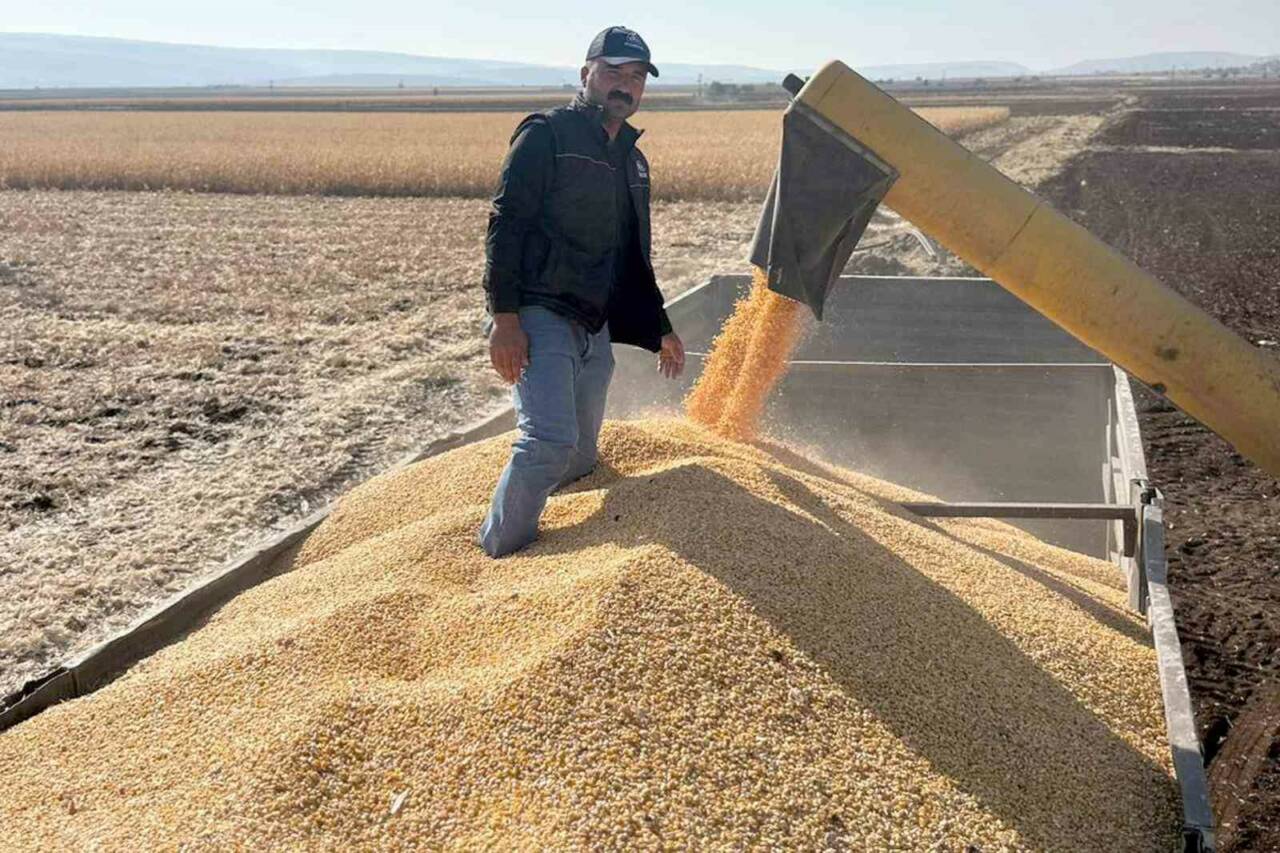 Araban ilçesinde 2025 yılında ikinci ürün silajlık mısır hasadı başladı.