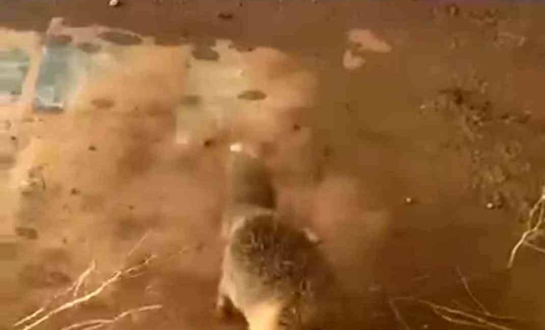 Beşiri ilçesinde bir tilkinin kafasının plastik bir bidona sıkıştığı görülerek