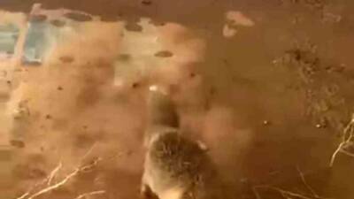 Beşiri ilçesinde bir tilkinin kafasının plastik bir bidona sıkıştığı görülerek