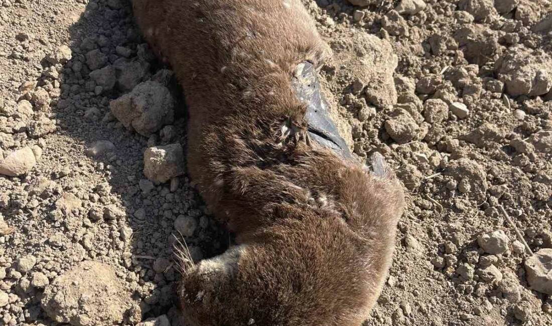 Gercüş ilçesine bağlı Hisar köyünde, koruma altındaki su samuru, nesli